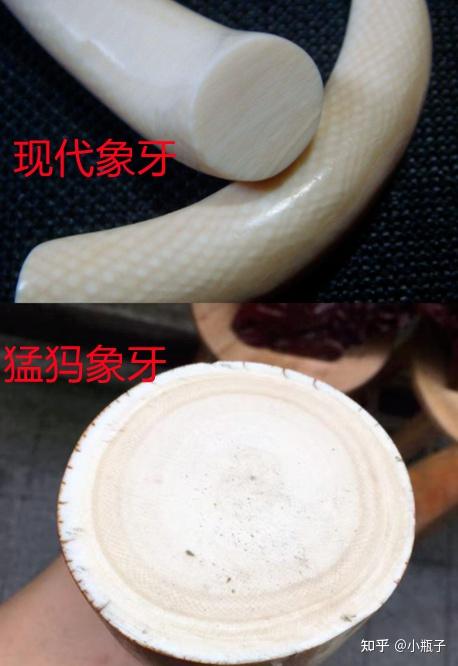 猛犸牙和现代象牙有什么区别
