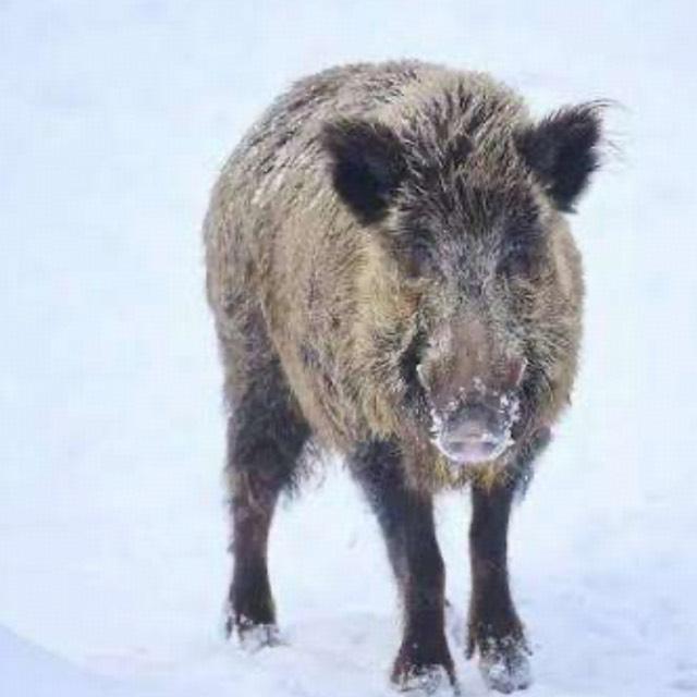 为什么猪没在进化中灭绝？