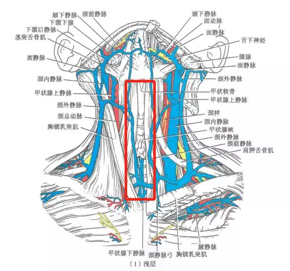 女性脖子结构图图片