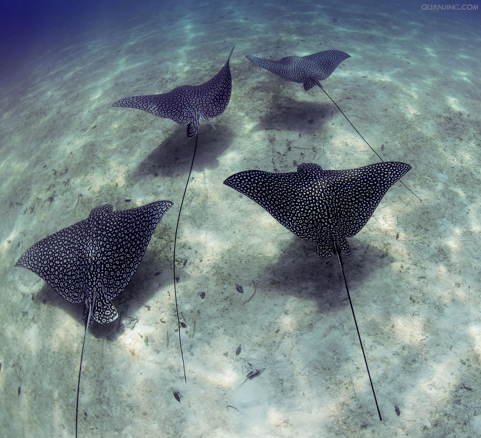 怎样区分魟鳐蝠鲼老板鱼