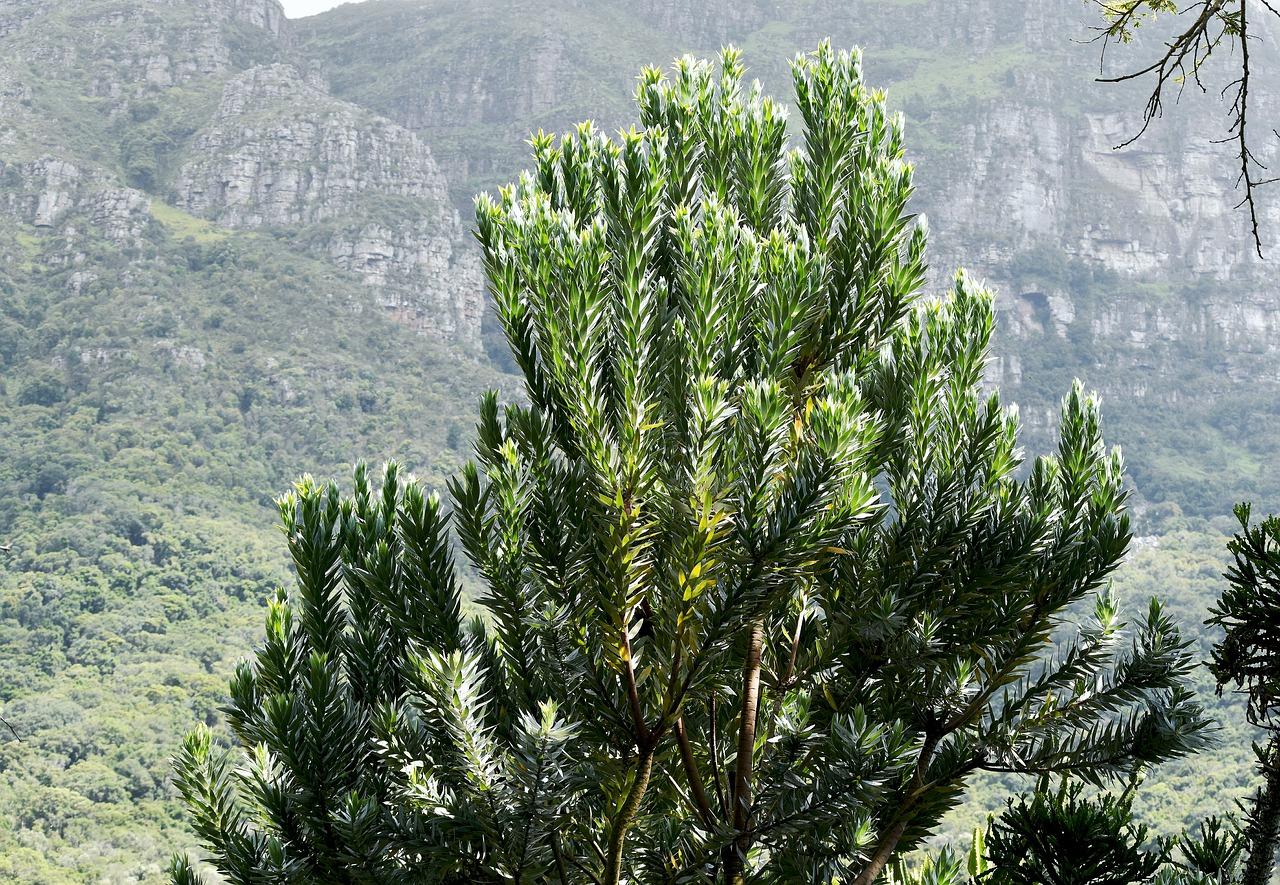 3. 南树观赏价值