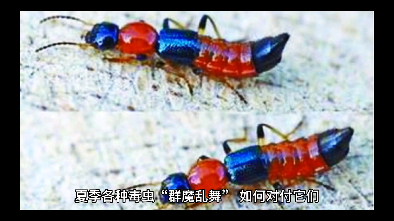 夏季毒虫图鉴遇到它们要小心
