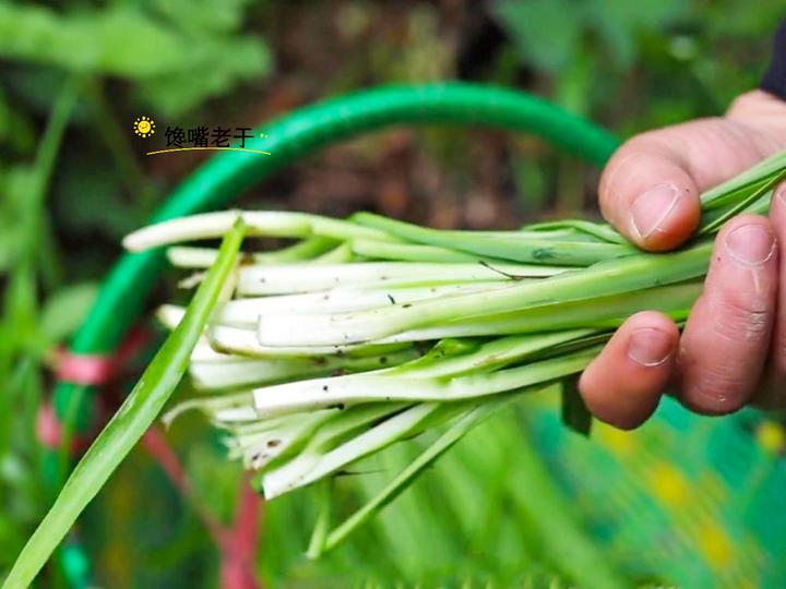 买春韭时,要分清“宽叶”和“细叶”区别挺大,买错嚼不烂还烧心 - 知乎