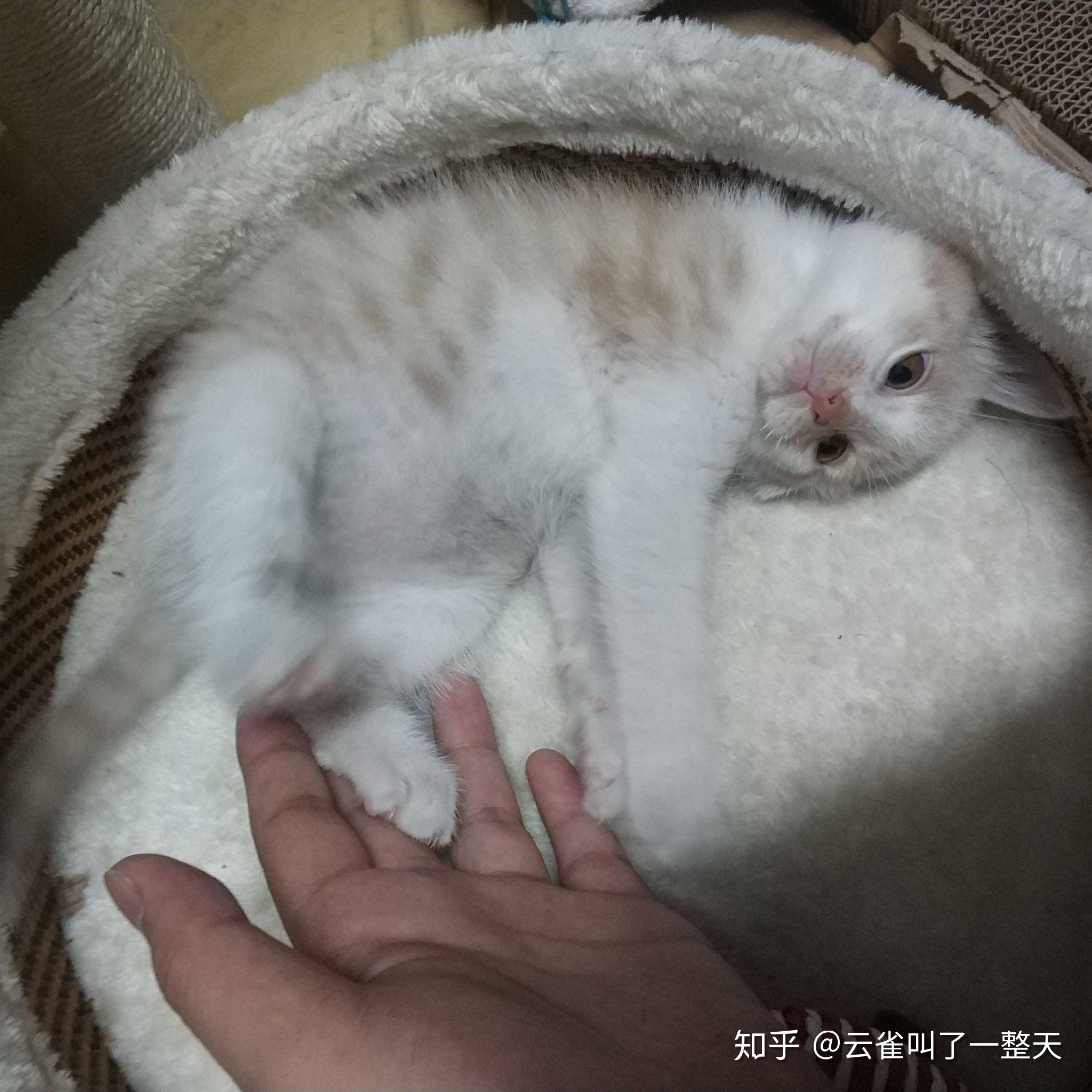 奶茶色的橘猫什么原因啊会长回橘色吗