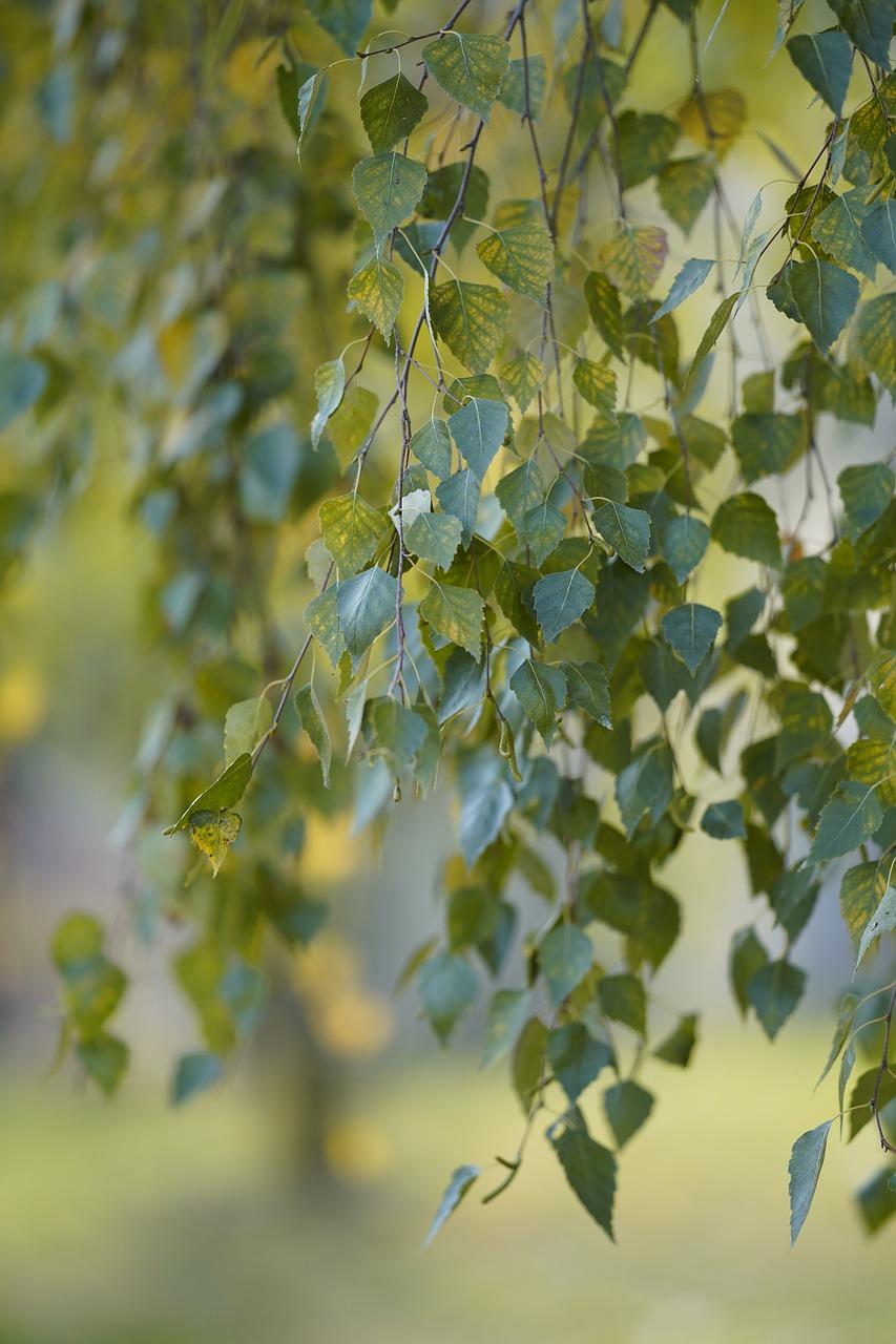 叶落无声的感悟