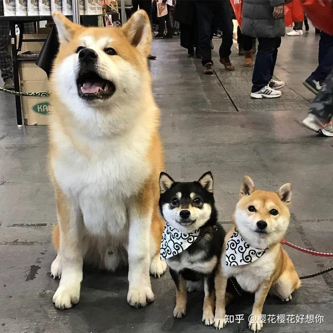 日本“土狗”柴犬，为什么这么受欢迎- 知乎