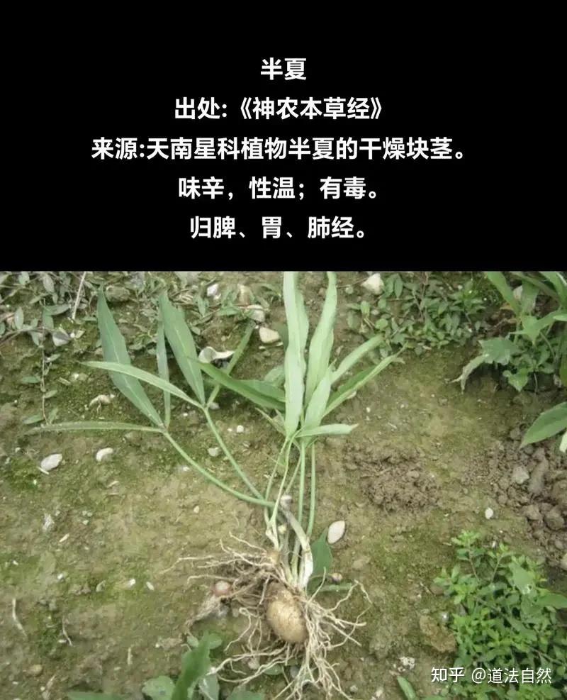清半夏，法半夏，姜半夏的临床使用有何区别？ - 知乎