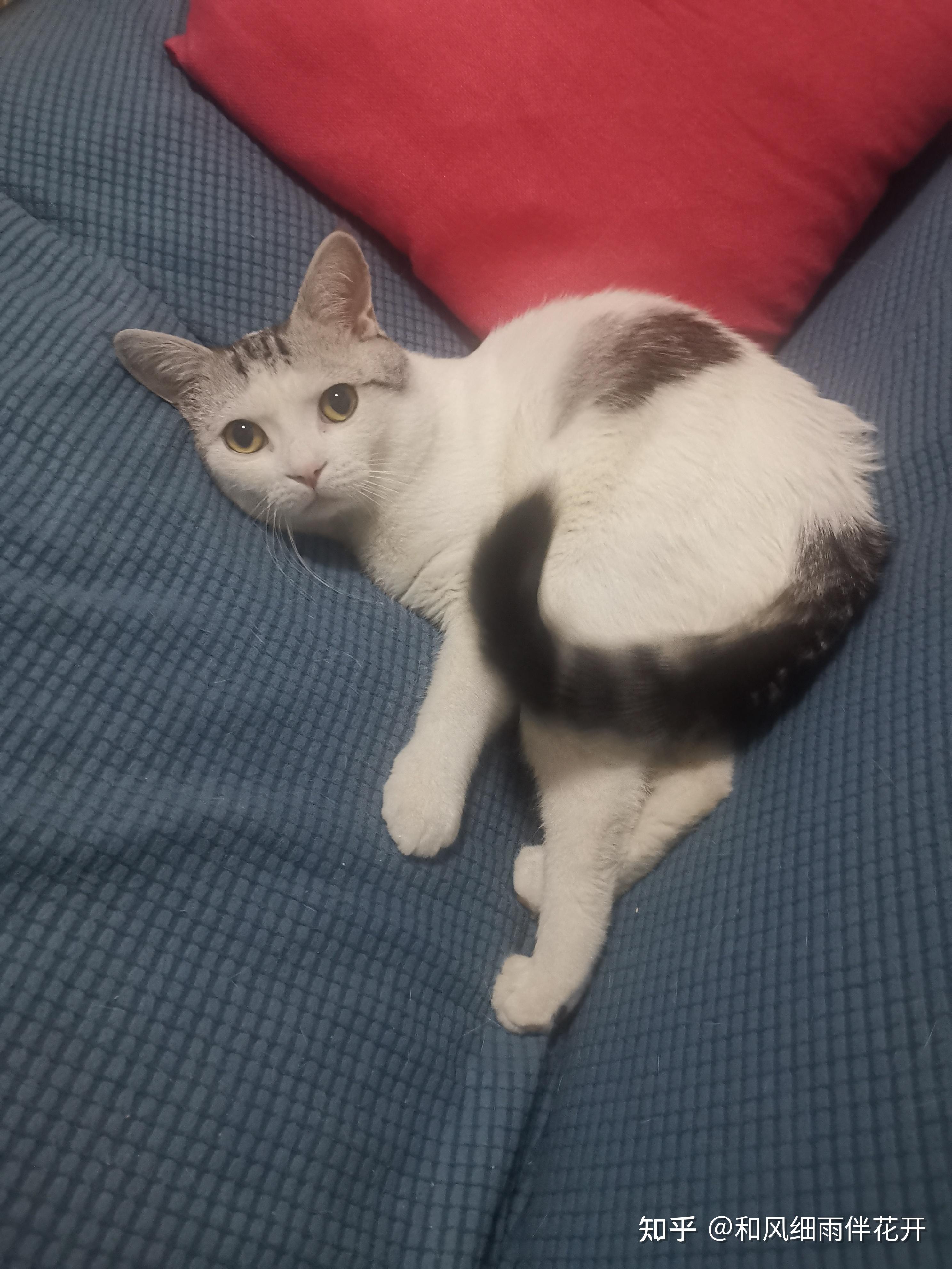 猫咪怀孕40天,我觉得肚子太大了,有没有遇见过这样大的肚子大概几只小