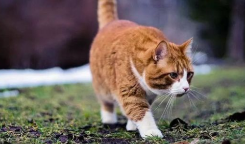 中华田园猫(橘猫篇) - 知乎