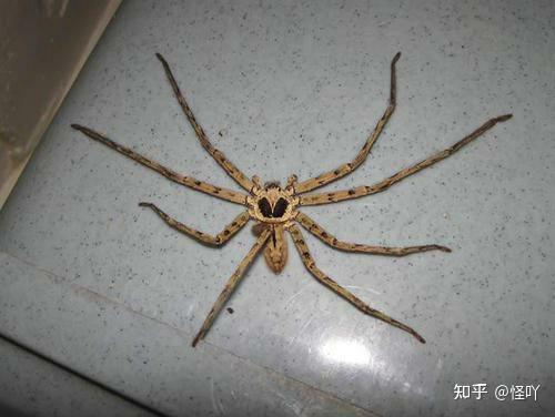 求问这是什么蜘蛛啊在四川成都