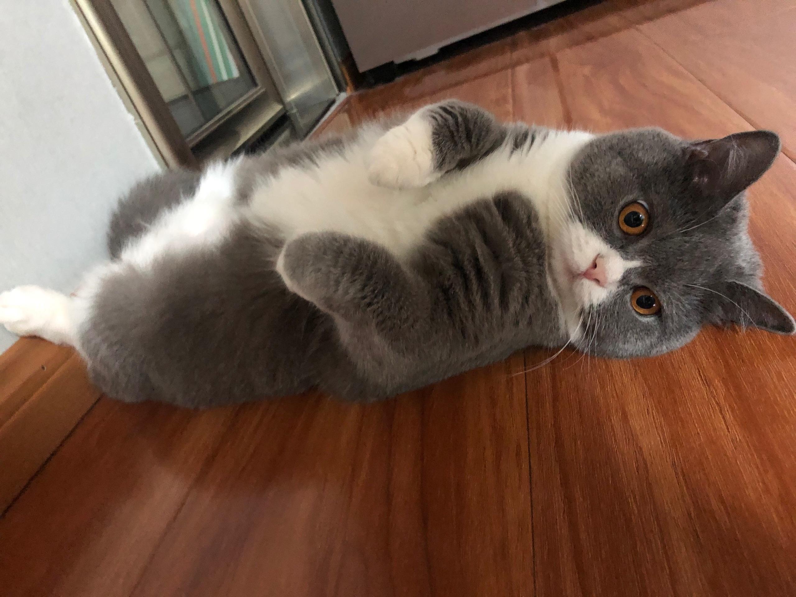 为什么快六个月的英短蓝白公猫还不发腮?