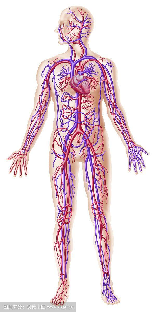 手背静脉血管分布图图片