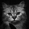 user-profile-image
