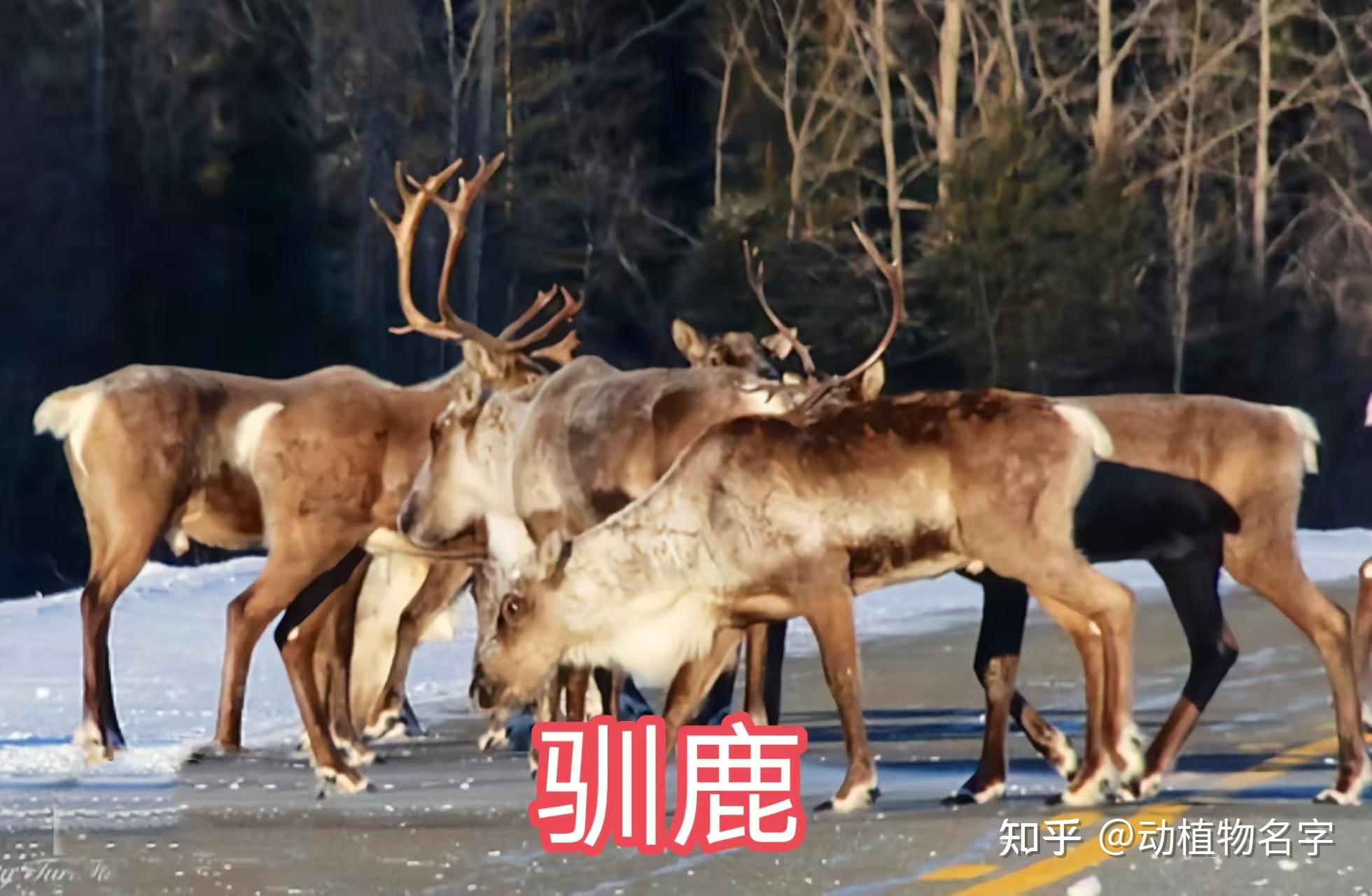我国明确的33类禽畜是哪些,99图带你了解它们 - 知乎