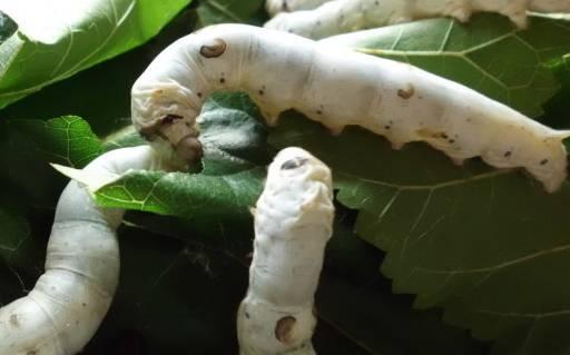阿瑞 养蚕记录 从昆虫到飞蛾是如何蜕变 知乎 阿瑞 养蚕记录 从昆虫到飞蛾是如何蜕变 知乎