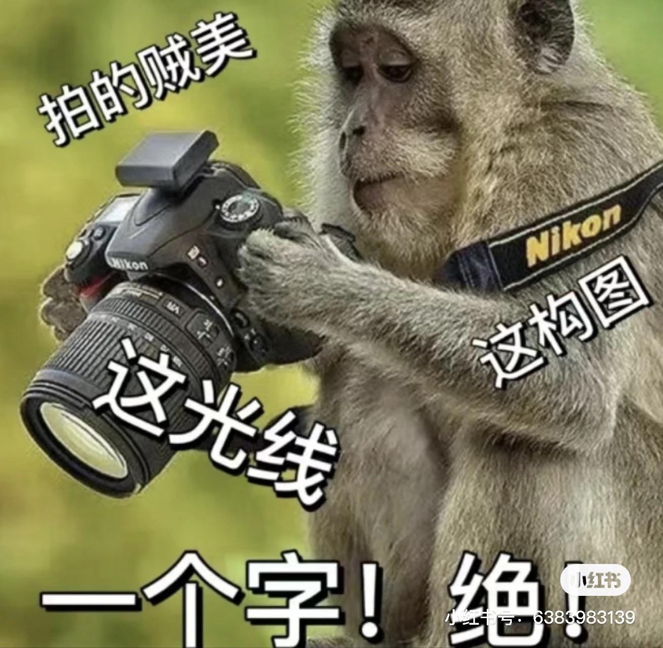 有哪些摄影圈可以用的表情包?