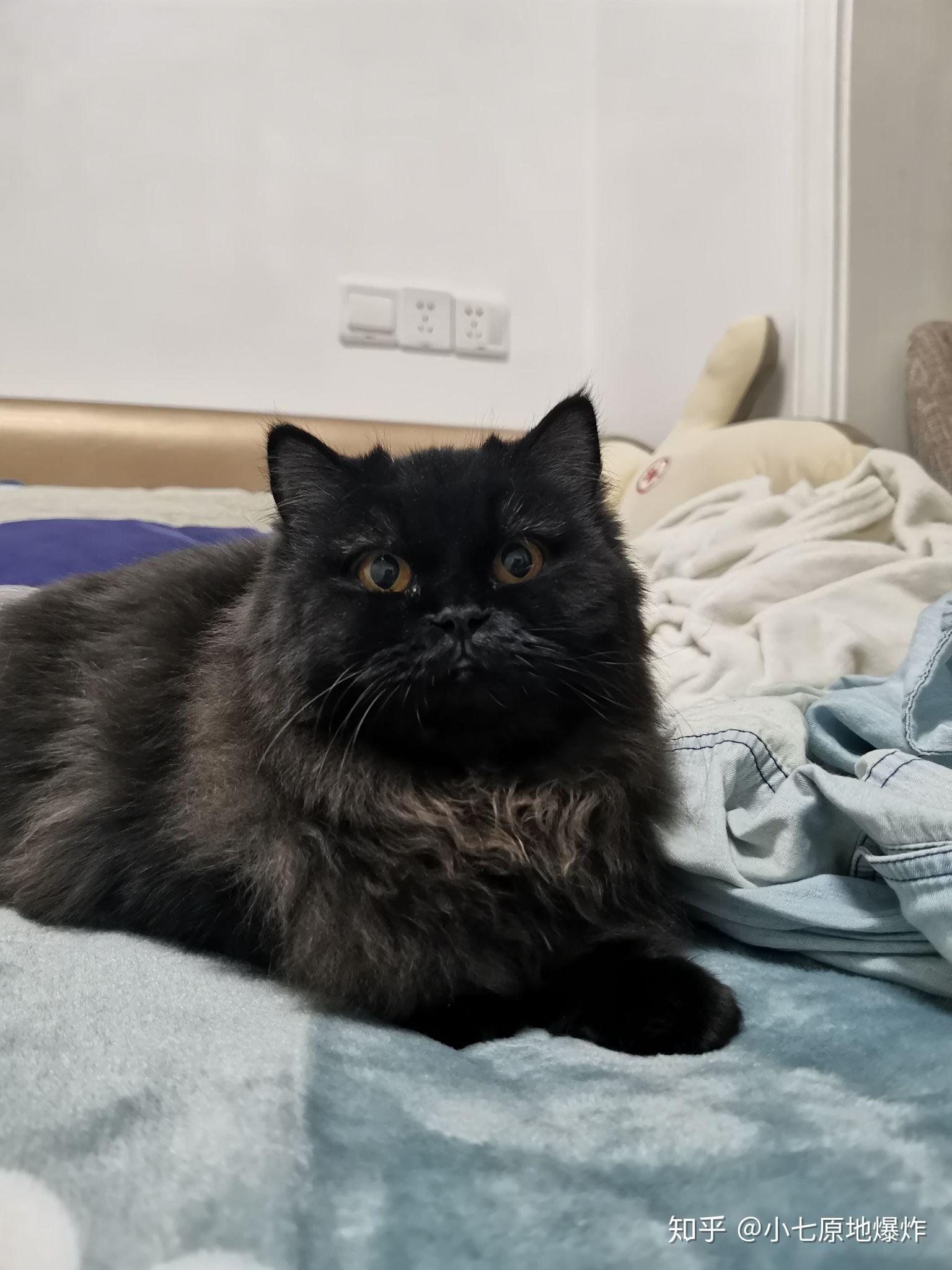 你见过最漂亮的黑猫是什么样子的