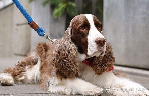 史賓格犬到底是不是按照展示型和狩獵型進行區分的