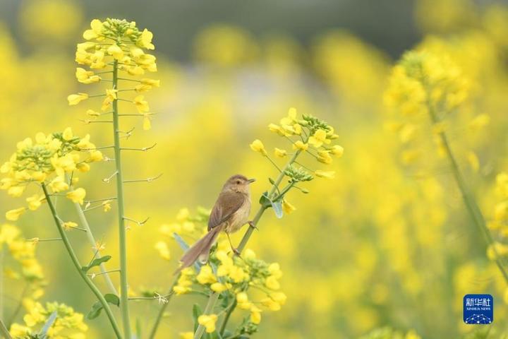 今年有倒春寒吗？ 知乎