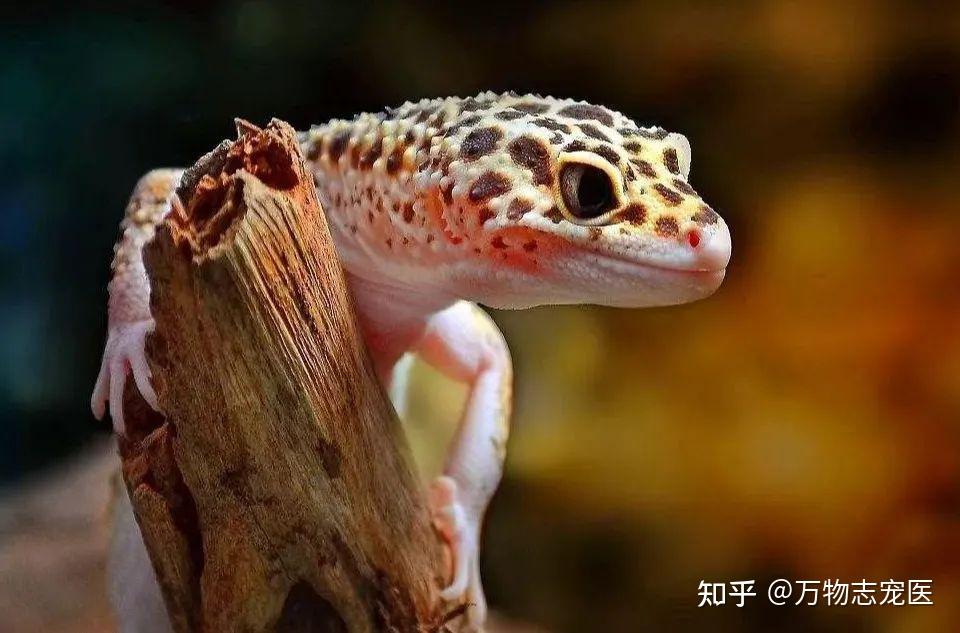 盘点那些适合萌新上手的爬宠,保证让你大开眼界! - 知乎