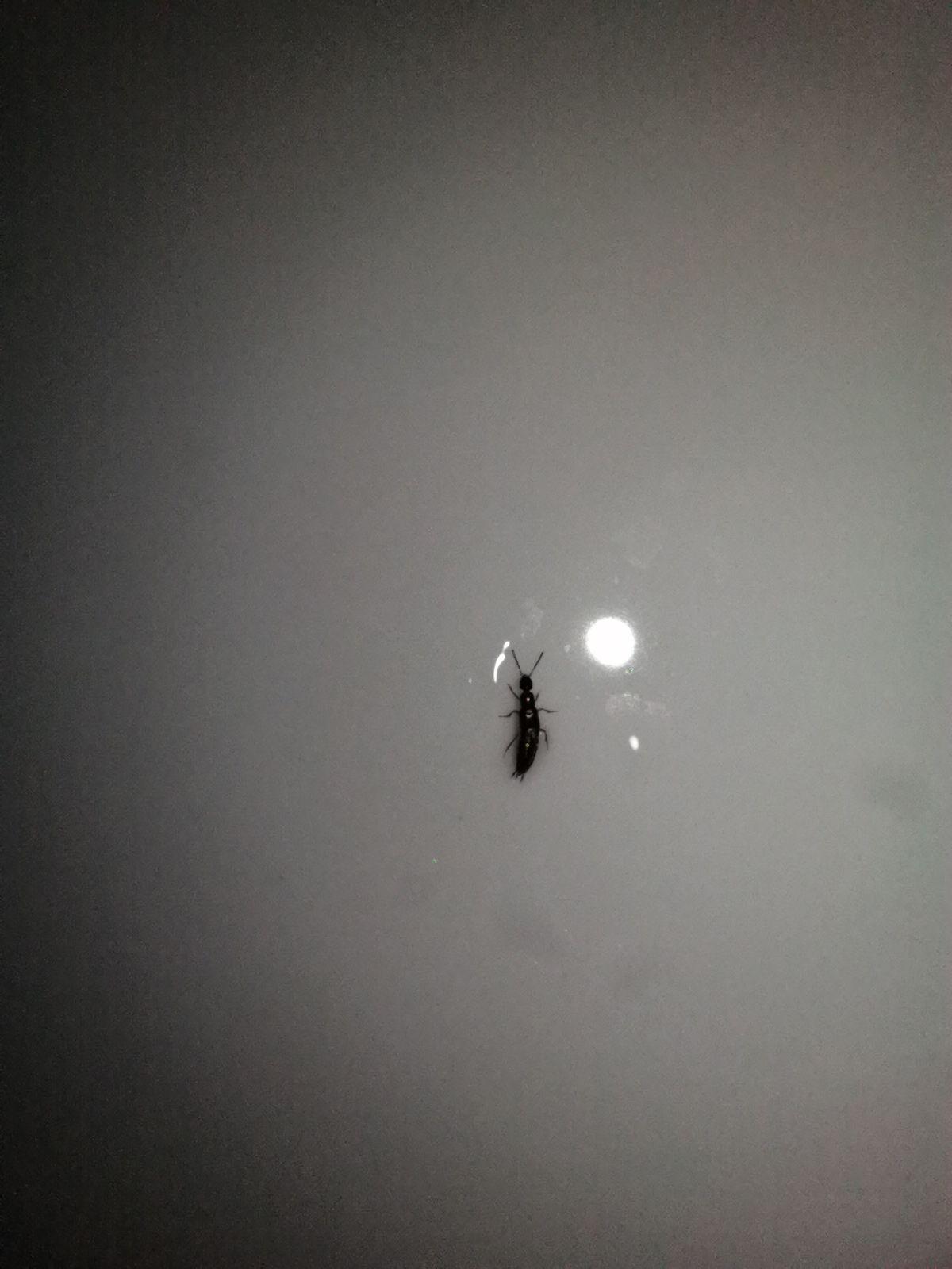 黑色细长尾巴尖尖的是什么虫?