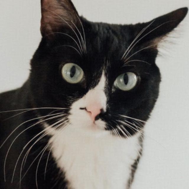 猫科动物的眼睛为什么能在夜间反光？