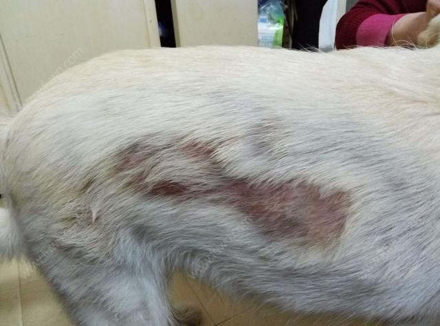 犬蠕形螨治疗大概需要花费多少钱? - 知乎