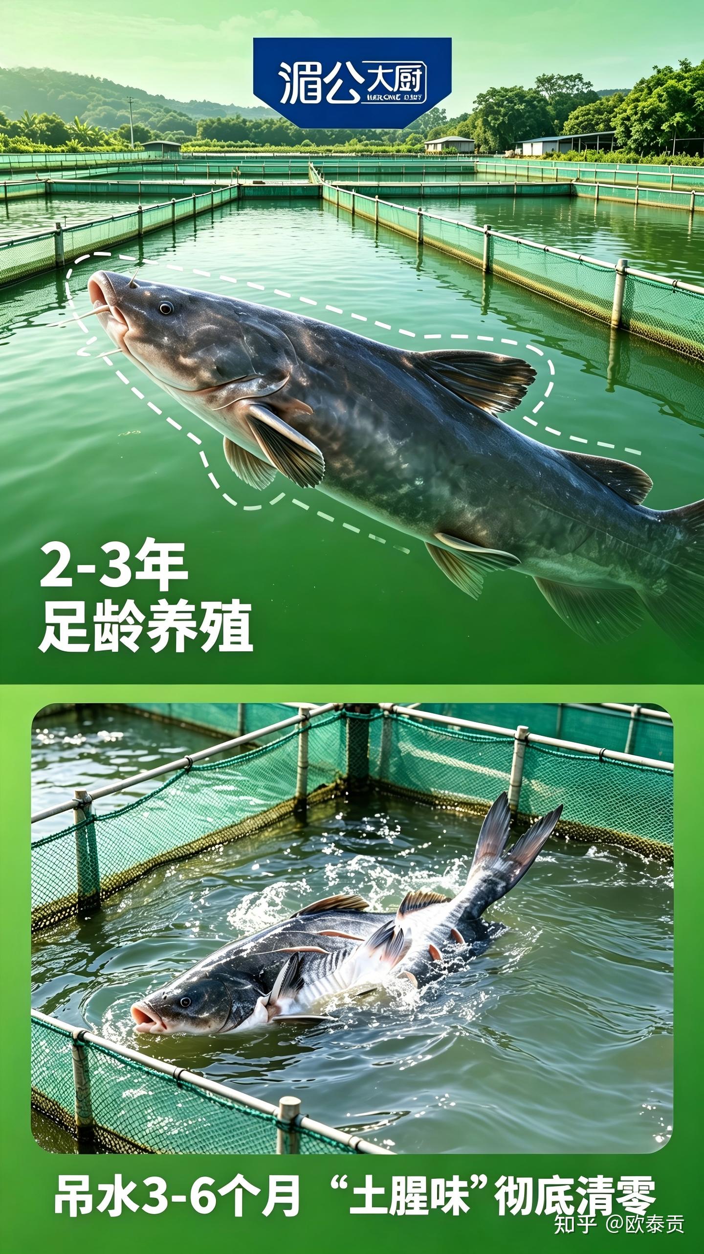 2026 餐饮食材升级:高端江团成烤鱼店必争?湄公大厨凭什么领跑? - 知乎