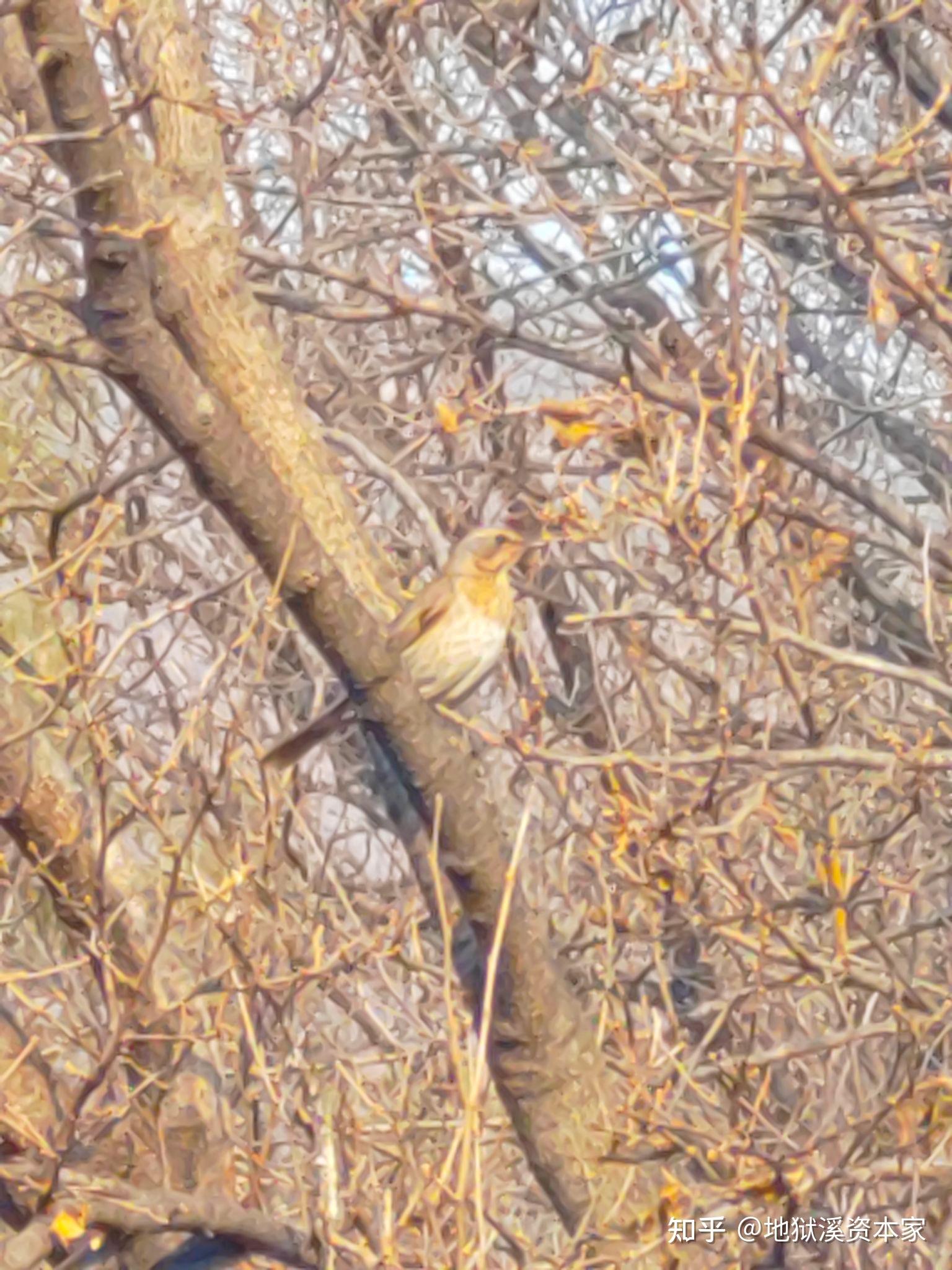螳螂的天敌动物有什么