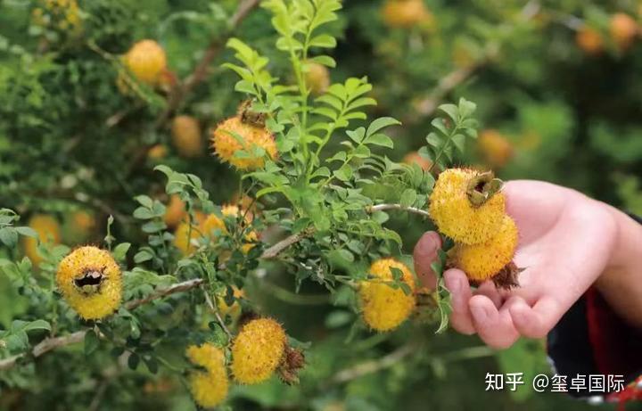 野生刺梨和人工刺梨的区别？一起领略它们各自的魅力！ - 知乎