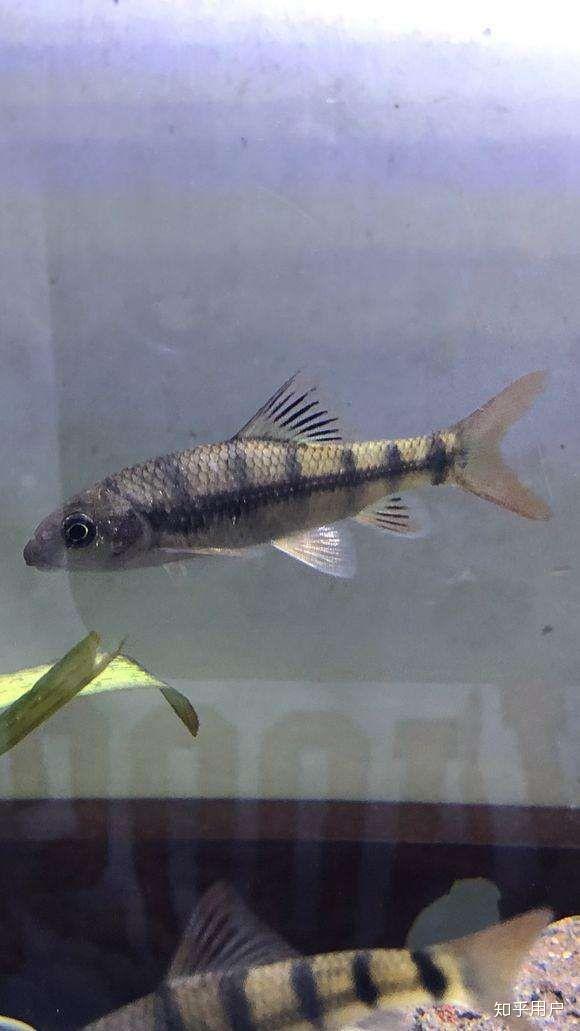 一种淡水鱼,中国南方溪流中常见,体长10厘米左右,体表有一条黑色纵纹