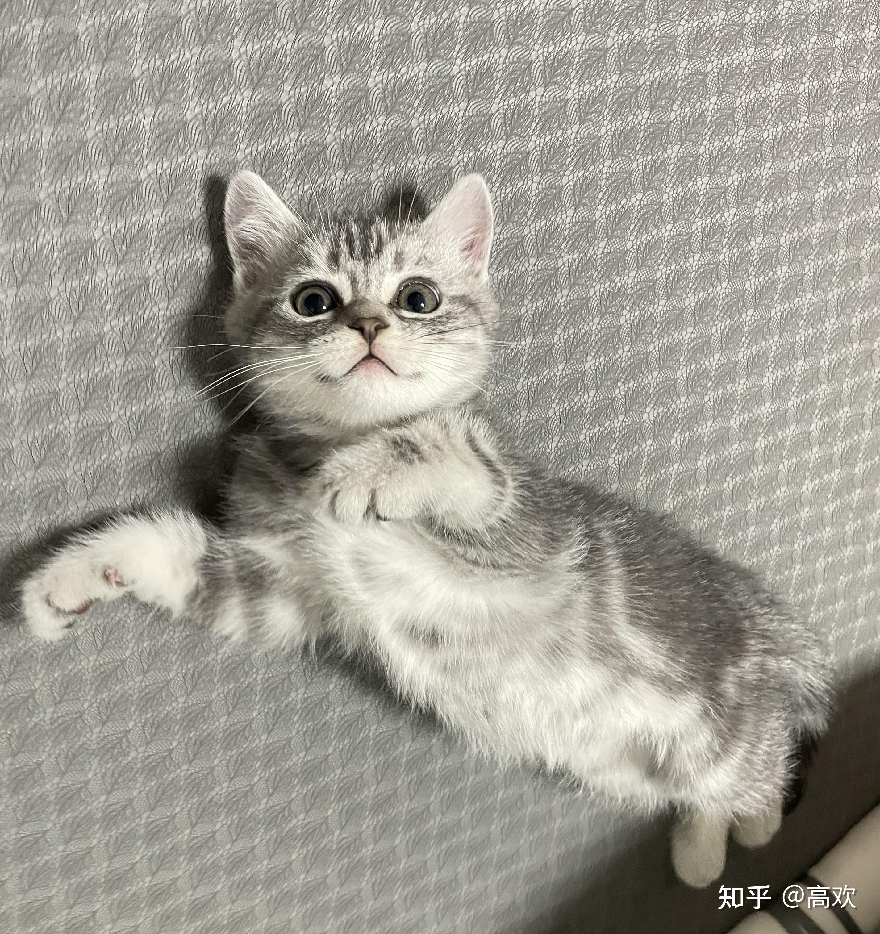 虎斑猫有什么特点? - 知乎