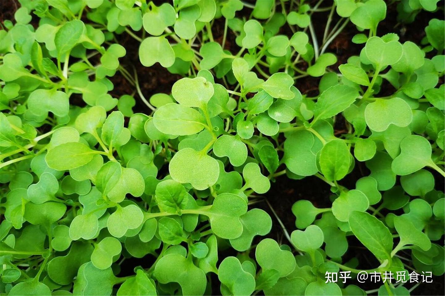 春天挖野菜,带你认识这10种,都是野菜的“精品”,随便做就好吃 - 知乎