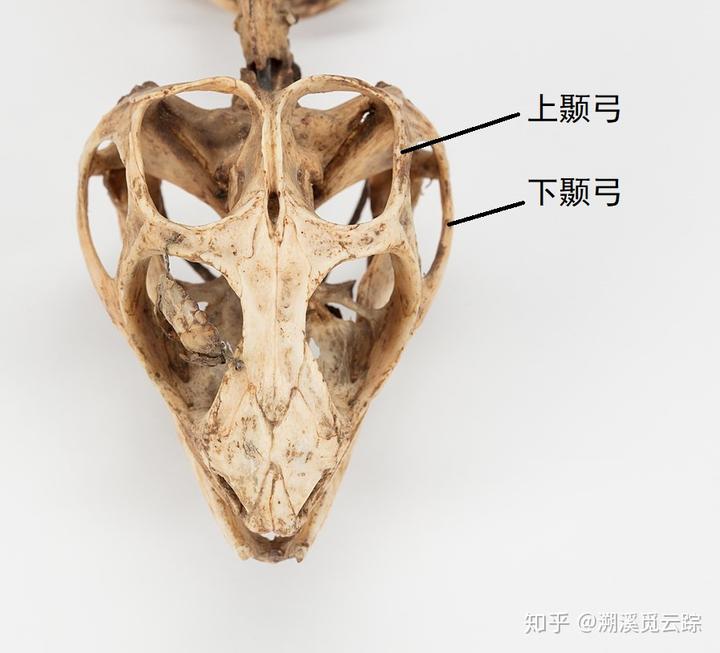 合弓纲为什么叫「合弓」?