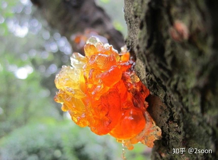 桃胶的作用与功效 - 知乎
