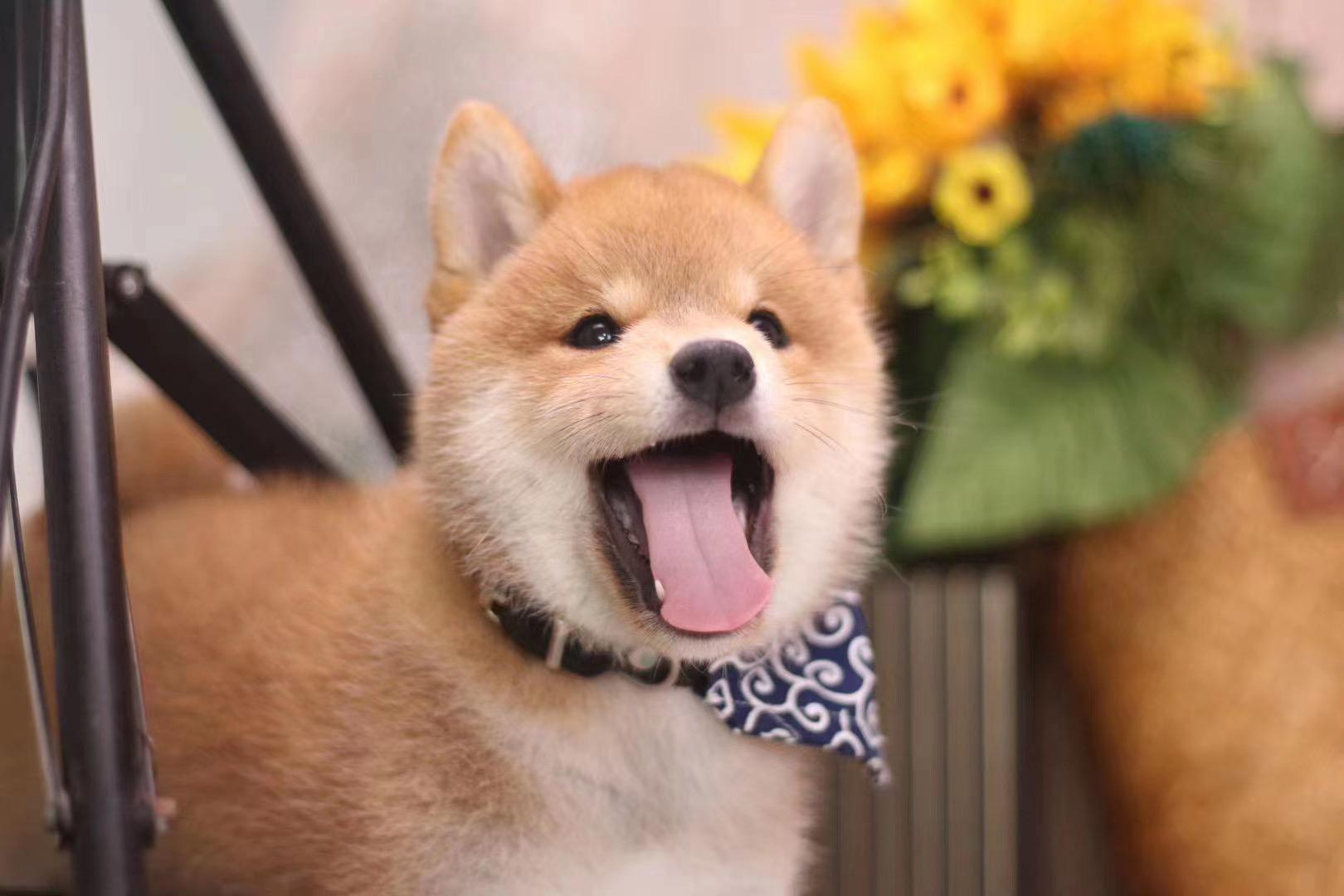 黑柴和四眼土狗一样吗?黑柴是柴犬还是田园犬? - 知乎