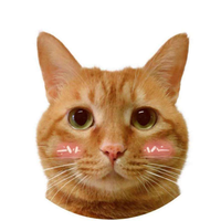 Zhihu profile picture for @raffy