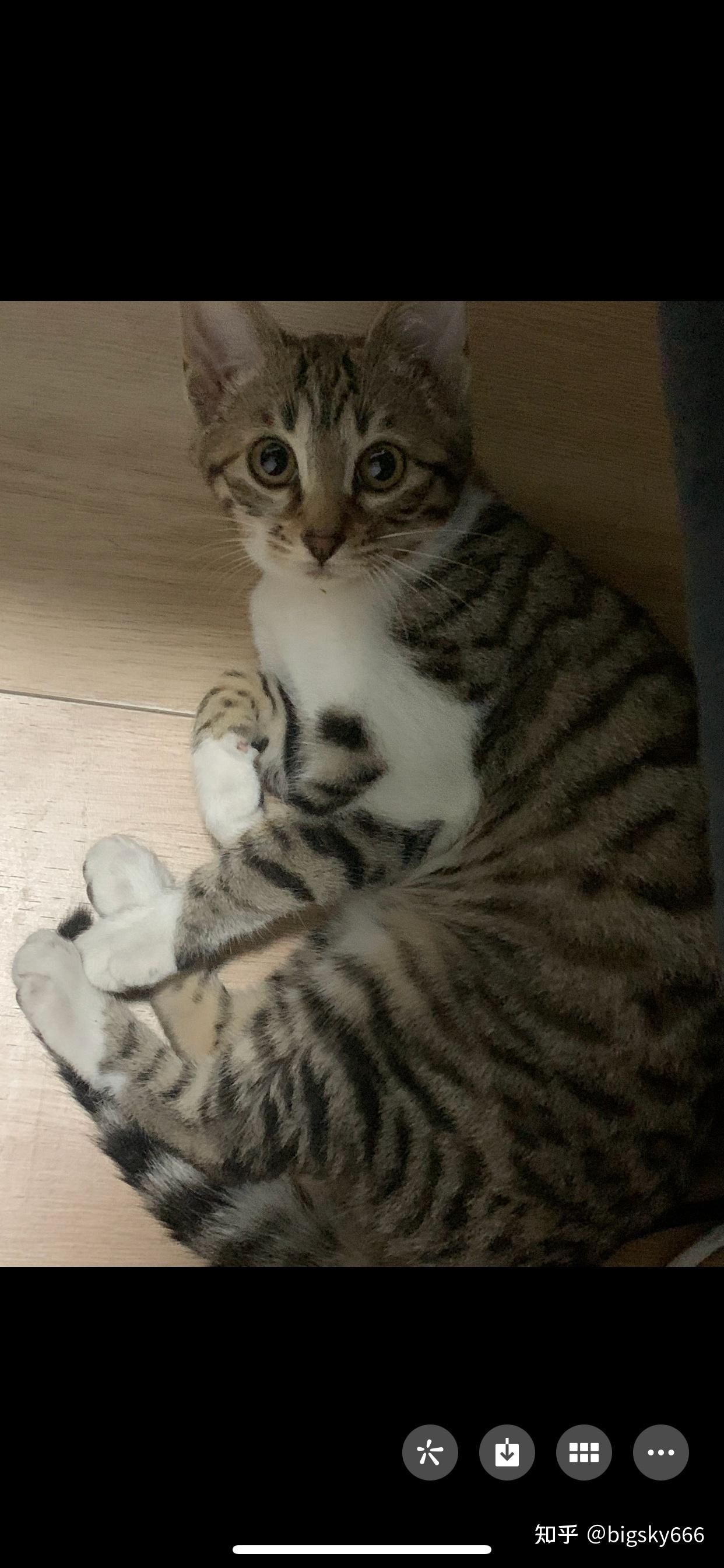 白餐巾白手套的狸花猫能有多漂亮? - 知乎