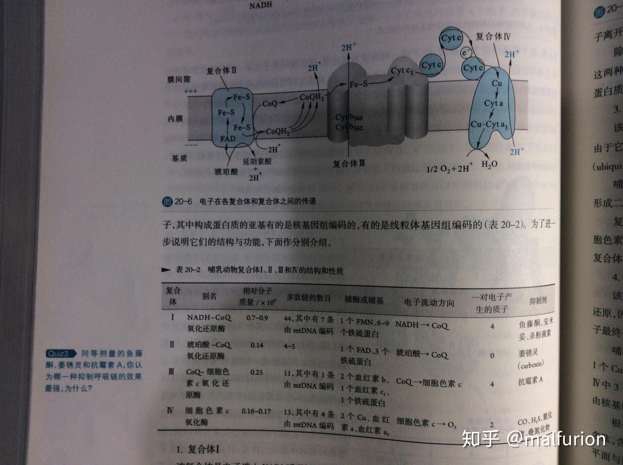 光合作用以及呼吸作用電子傳遞鏈本質上有什麼區別nadph與nadh在結構