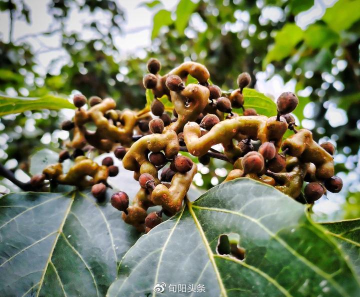 拐枣的药用价值 - 知乎