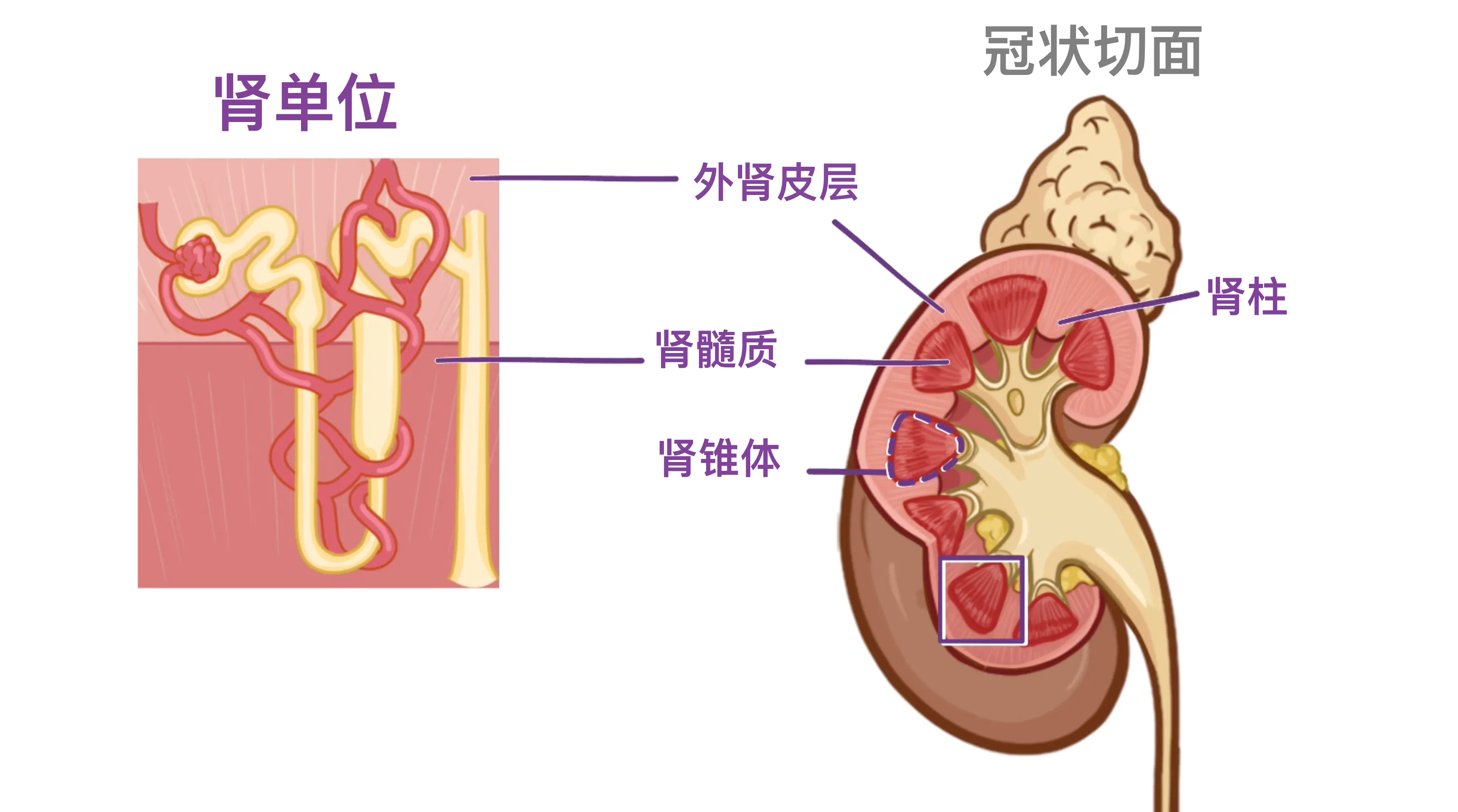 人的肾长什么样子图片