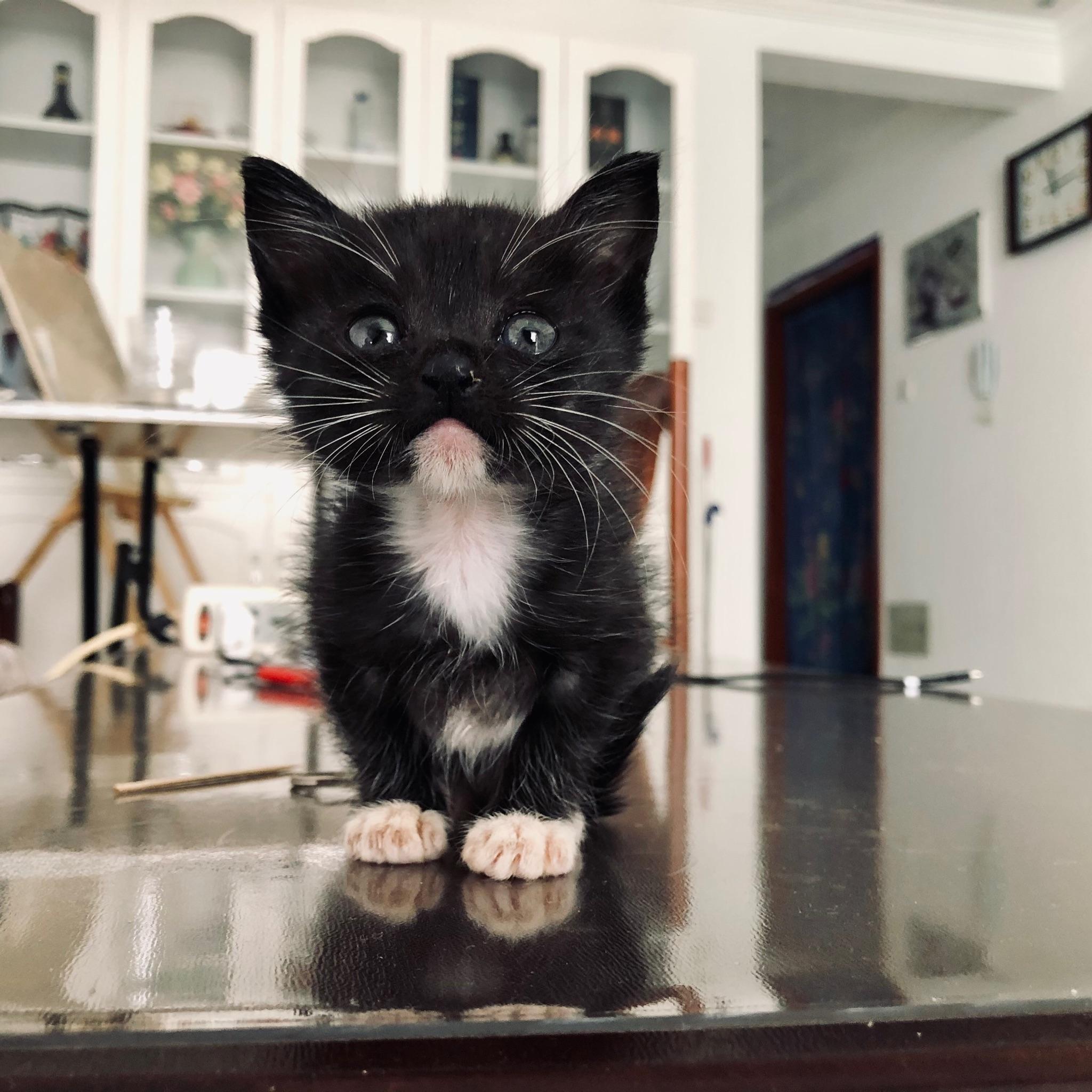 如何用手机拍好一只乌云盖雪的猫? - 知乎