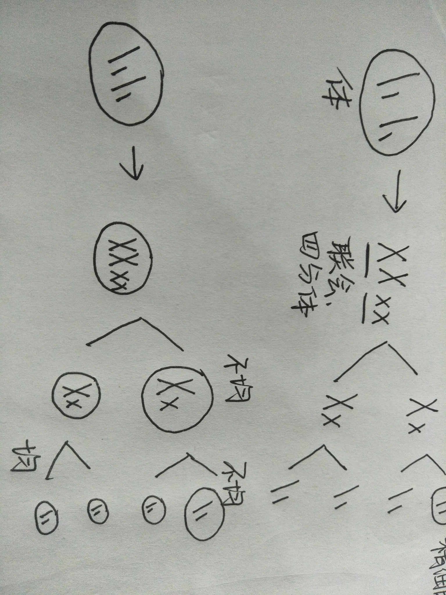 高中生物如何區別有絲分裂各期與減數分裂一期二期的各期染色體和dna