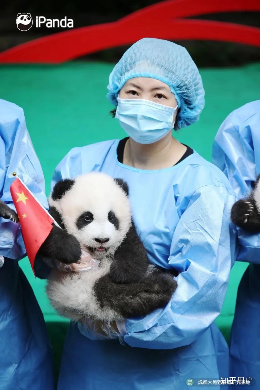 怎样才能当上熊猫管理员饲养员