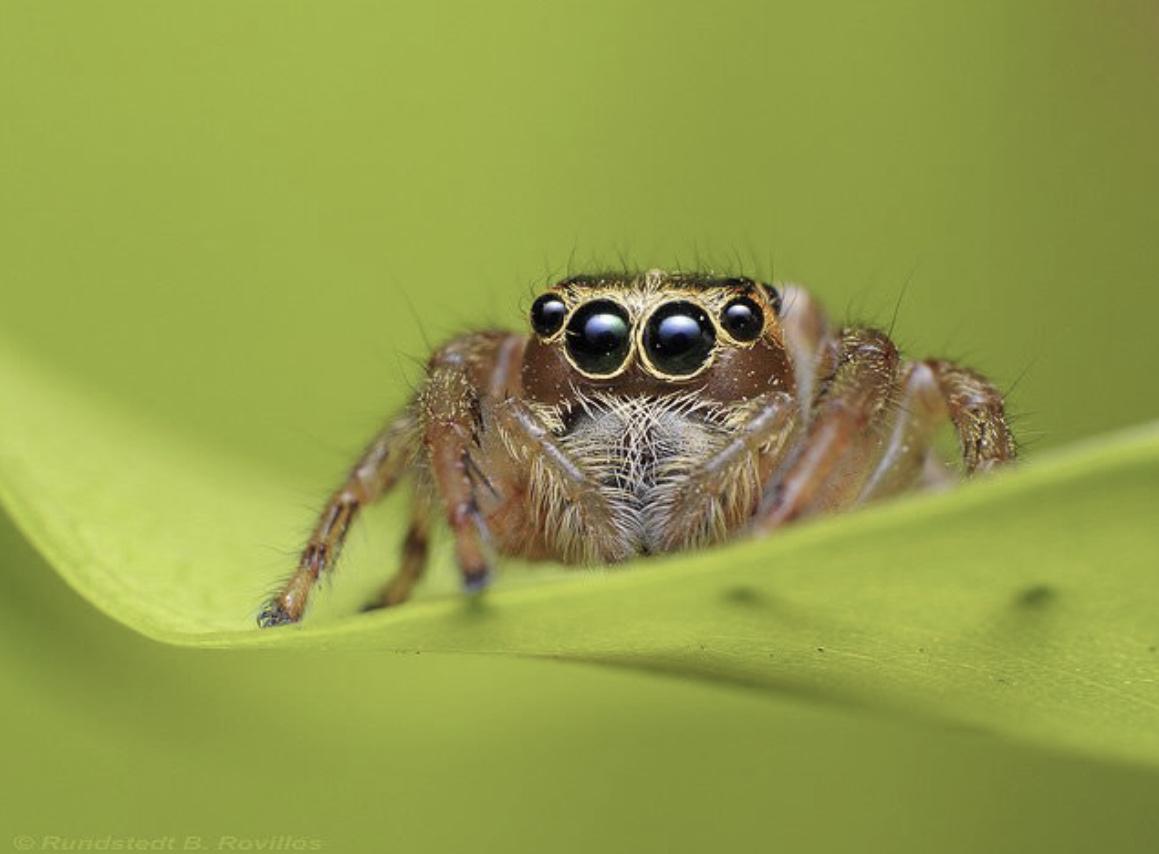 昆虫的背单眼具体有什么作用? - 知乎