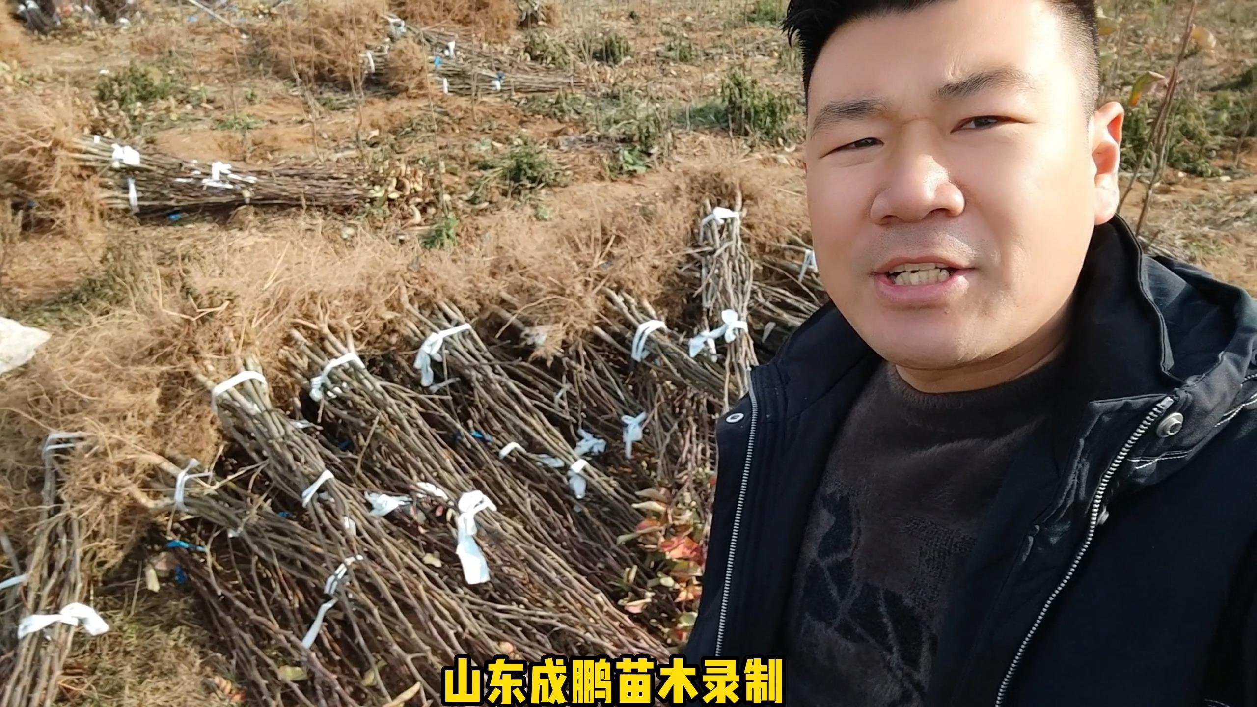 山东十大爆款柱状梨树苗