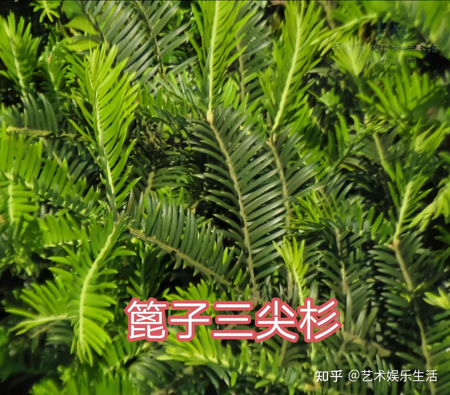 12种三尖杉科的植物 - 知乎