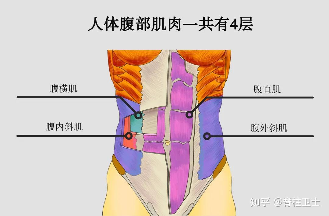 腹壁肌肉由外向内图片