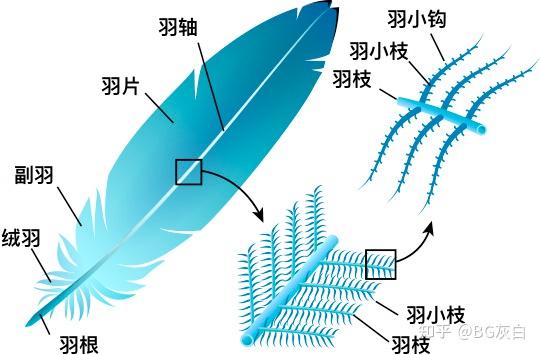 鹦鹉如何产生蓝色羽毛? - 知乎