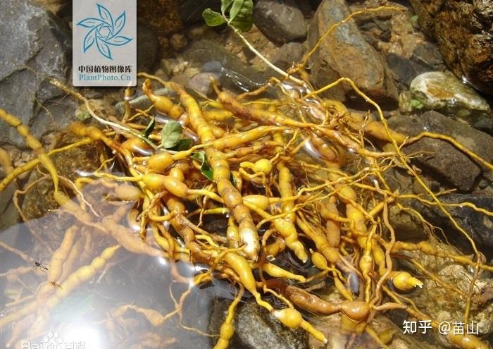 一样中药叫黄脚鸡项清热解毒学名是什么